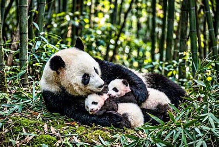 How many babies do pandas lay?
