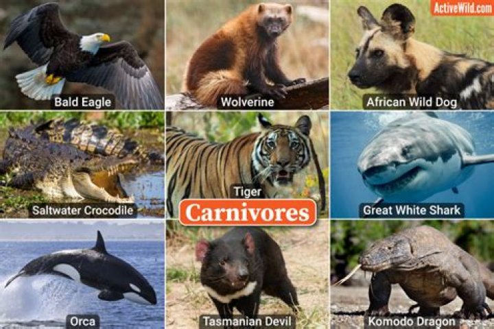 What are the 5 carnivores?
