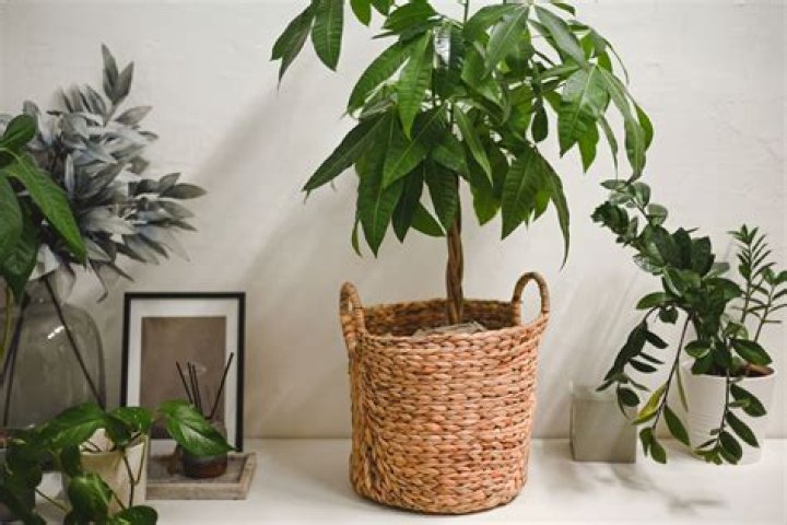 Where do you get a money tree from?